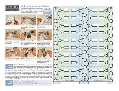 Build a paper model of DNA - from the Protein Data Bank (page 1 of 2).   http://www.rcsb.org/pdb/101/static101.do?p=education_discussion/educational_resources/index.html Dna Paper Model, Dna Activities, Nature Vs Nurture, Dna Helix, Biology Classroom, Dna Model, Ap Biology, Biology Lessons, Classroom Tools