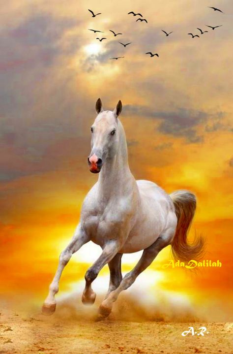 White Stallion, Sunset Poster, Galloping Horse, Horse Canvas, Beautiful Horse Pictures, Watercolor Horse, Watercolor Sunset, Majestic Horse, Nature Art Painting