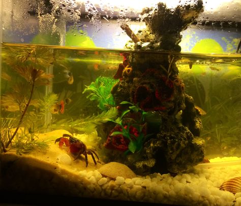 Crab Tank Crab Tank Aquarium, Red Claw Crab Tank, Crab Tank, Fish Tank Themes, Spanish Projects, Aquatic Animal, Cool Fish Tanks, Fish Tank Design, Aquascape Aquarium