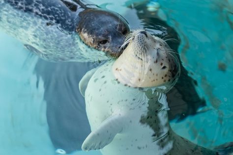 Harbor Seal, Cute Seals, Seal Pup, Baby Seal, Water Dog, Weird Dreams, Marine Mammals, Sea Lion, Ocean Life