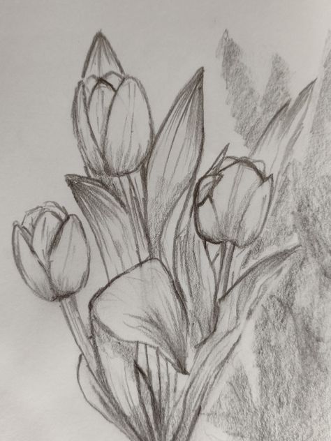 Flora Sketch, Tulip Drawing, Siargao Island, Peruvian Lilies, Flower Art Drawing, Cute Sketches, Still Life Drawing, Easy Drawings Sketches, Draw On Photos