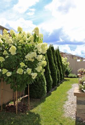 Fence Lined Landscaping, Limelight Hydrangea Tree Landscaping, Limelight Tree, Limelight Hydrangea Tree, Limelight Hydrangea Landscaping, Landscape Along Fence Line, Backyard Hydrangeas, Colonial Landscaping, Hydrangea Paniculata Limelight