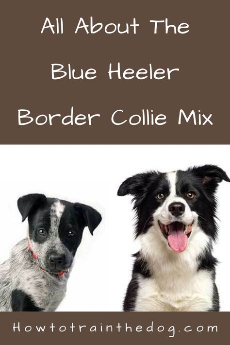 A Complete Guide To The Blue Heeler Border Collie Mix. Everything you need to know - from temperament, to characteristics, health issues, training, price and ... Border Heeler Puppy, Blue Heeler Border Collie Mix Dogs, Border Heeler, Blue Heeler Border Collie, Border Collie Mix Puppies, Heeler Dogs, Border Collie Art, Blue Heeler Puppies, Australian Cattle Dog Mix