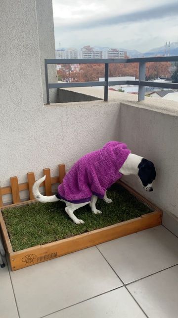 Balcony Pet Area, Balcony Ideas For Dogs, Dog Balcony Apartment, Dog Friendly Balcony, Apartment Dog, Apartment Porch, Indoor Dog Potty, Apartment Dogs, Pet Area