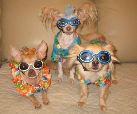 Funny animals, cute animals, fluffy animals - we've done it all. But never have we ever covered animals so serious like these guys. Three Dogs Funny, Funny Vacation Pictures, Beach Memes Funny, 3 Dogs Together, Trio Dogs, Funny Beach Pictures, Cute Animal Friends, Beach Dogs, Quotes To Start Your Day