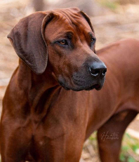 Rodisian Ridgeback Dogs, Rodisian Ridgeback, Rodesien Ridgeback, Rodhesian Ridgeback, Rottweiler Pictures, Cat Diseases, Ridgeback Dog, Rhodesian Ridgeback Dog, Lion Dog