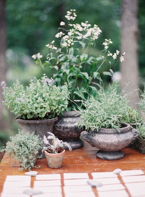 Using Potted Plants In Your Wedding Decor Herb Wedding, Succulent Wedding Centerpieces, Potted Plants Patio, Vasos Vintage, Plant Centerpieces, Wedding Day Decor, Tattoo Plant, Plant Pot Diy, Succulent Centerpieces