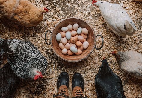 Future Farms, Farm Lifestyle, Farm Photography, Farm Eggs, Mini Farm, Organic Chicken, Ranch Life, Farms Living, Chicken Farm