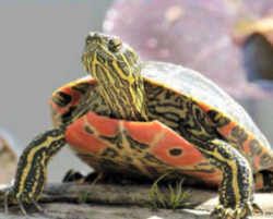 Illinois State Reptile: Painted Turtle Eastern Painted Turtle, Western Painted Turtle, Eastern Box Turtle, Turtle Care, Map Turtle, Painted Turtle, Aquarium Setup, Aquatic Turtles, Box Turtle