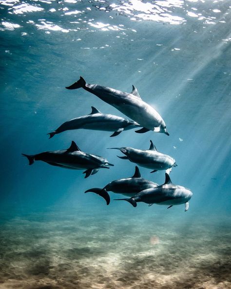 Maui Dolphin, Pod Of Dolphins, Dreamy Nature, Hawaiian Birthday Party, Hawaiian Birthday, Thigh Piece, Free Diving, Blue Whale, Ocean Creatures