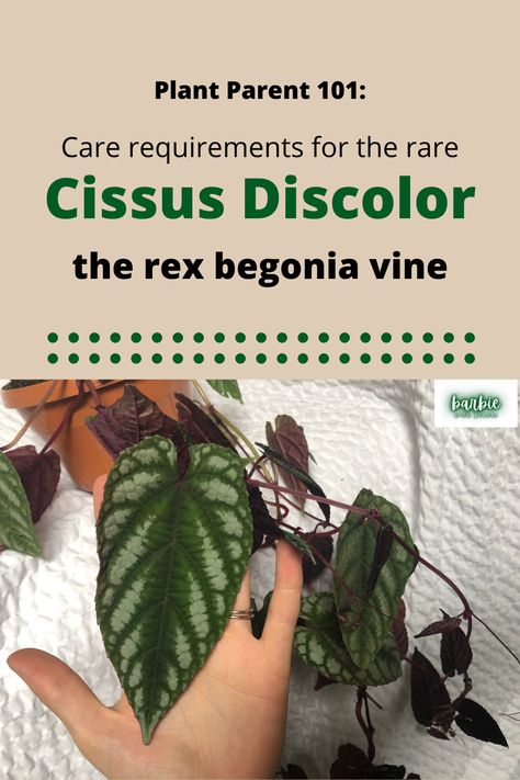 Click this post to see all the tips, tricks, and guide to keep your cissus discolor rex begonia vine THRIVING. We also talk about the history of this plant and how to propagate it. Rex Begonia Vine, Rex Begonia Care, Cissus Discolor, Rex Begonia, Common House Plants, Plant Friends, Plants Care, Dream Plants, Plant Wishlist