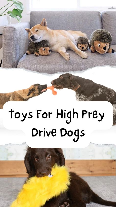 Puppy Announcement, Engagement Games, Toys For Dogs, Dog Behavior Training, Dog Games, Dog Exercise, Best Toys, Dog Activities, Animal Projects