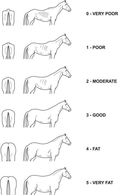 A Basic Guide to Feeding your Horse | Allen & Page | Horse Feed Horse Size Chart, How To Train A Horse, Horse Care For Beginners, Horse Needs, Horse Infographic, Equestrian Hacks, Horse Basics, Horse Guide, Horse Judging