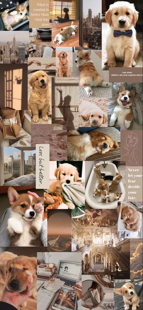 Corgigolden retrivercuteaesthetic Puppy Wallpaper, Dogs And Cats, The Cutest, Cute Dogs, Puppies, Collage, Dogs