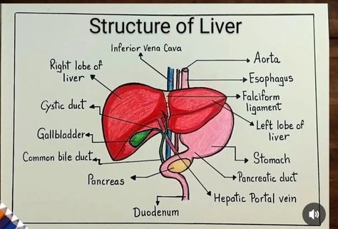 Liver Diagram Anatomy, Liver Diagram, Nurse Study, Basic Anatomy, Medical Tips, Student Tips, Lotion For Oily Skin, Human Liver, Basic Anatomy And Physiology