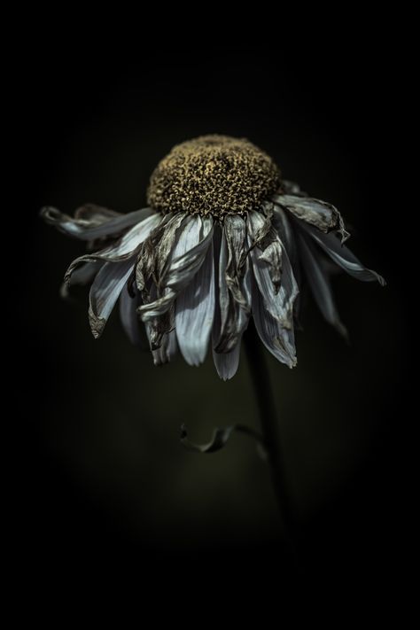 Feeling frazzled in a delighted way by Alan Shapiro, via 500px Decay Art, Growth And Decay, Loose Ends, A Level Art, Natural Forms, Cut Loose, Pics Art, Life Photography, Still Life Photography