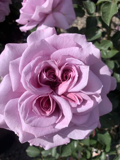 Meaning Of Roses, Front Yard Flowers, Bouquet Of Red Roses, Rose Seeds, Lilac Roses, Nothing But Flowers, David Austin Roses, Beautiful Rose Flowers, Fragrant Flowers