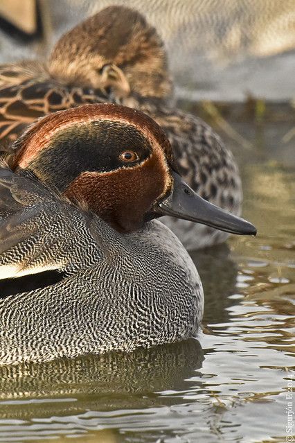 Green Winged Teal, Duck Stamp, Green Wing, Fly Fishing, Ducks, Birds, Stamp, Green