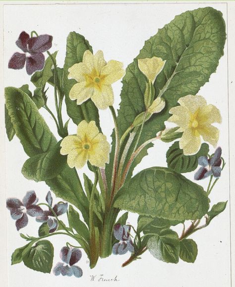 Primrose Illustration Flower, Primrose Flower Drawing, Primrose Aesthetic, Primroses Flower, Primrose Drawing, Violet And Primrose, Fungi Reference, Primrose Tattoo, Primrose Flower