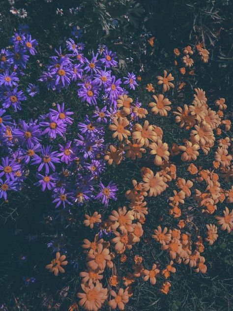 Aster Flower Aesthetic, Aster Aesthetic, Aisha Core, Neat Wallpapers, Purple Aster, Aster Flowers, Interactive Fiction, Aster Flower, Earthy Aesthetic