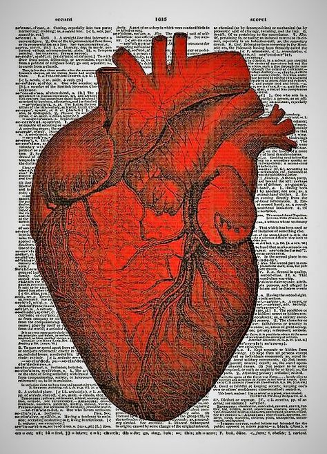 Closed Captions. Drawing Anatomy Reference, Heart Anatomy, The Human Heart, Drawing Anatomy, Dictionary Art Print, Human Figure Drawing, Dictionary Page, Scandinavian Wall Art, Vintage Dictionary