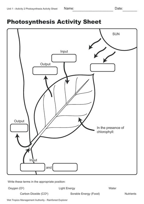 Biology Activities High School, Photosynthesis Activities, Photosynthesis Worksheet, Rainforest Activities, Area Worksheets, Biology Activity, Biology Worksheet, Biology Classroom, High School Activities