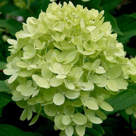 Hydrangea paniculata 'Jane' - Midwest Groundcovers, LLC Lime Hydrangea, Little Lime Hydrangea, Midwest Garden, Part Shade Flowers, Light Lime Green, Pollinator Plants, Pink Fall, Hydrangea Paniculata, Shade Flowers