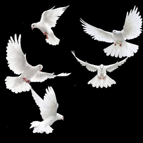 Two Doves Flying, Dove Reference Photo, Dove Drawing Reference, Pegion Bird Flying, Dove Reference, White Birds Flying, Pigeons Birds, Doves Flying, Dove Wing