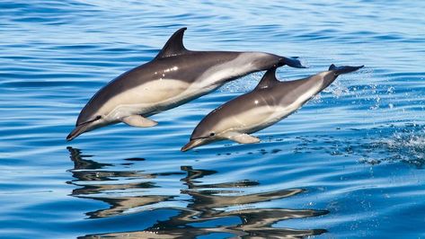 Common Bottlenose Dolphin, Dolphin Images, Common Dolphin, Dolphin Photos, Sea Mammal, North Italy, Bottlenose Dolphin, West Wales, Manatees