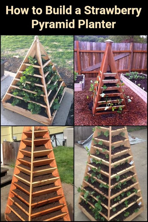 Strawberries are easy to grow, but can take up a lot of room when planted as a traditional “strawberry patch”. This project will give you homegrown strawberries while taking up only a fraction of the space of a typical garden. A pyramid planter is an ideal way of growing a great quantity of garden produce in a limited garden space. Strawberry Pyramid, Pyramid Planter, Garden And Yard, Green Thumb, Backyard Garden, Garden Projects, Garden Inspiration, How To Build, Pyramid