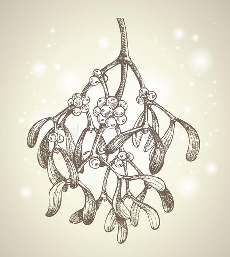 Christmas mistletoe branch drawing. Vector hand drawn mistletoe branch drawing #Sponsored , #Paid, #PAID, #mistletoe, #hand, #drawn, #branch Mistletoe Drawing, Mistletoe Plant, Yule Crafts, Branch Drawing, Plant Sketches, Christmas Mistletoe, Linocut Art, Drawing Vector, Hand Drawn Vector Illustrations