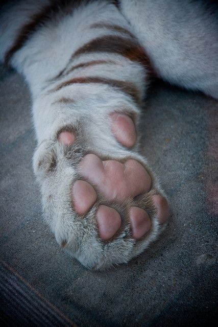 Snow Panther, Feline Anatomy, Snow Tiger, Small Wild Cats, Tiger Claw, Tiger Artwork, Tiger Drawing, Tiger Paw, Cat Reference