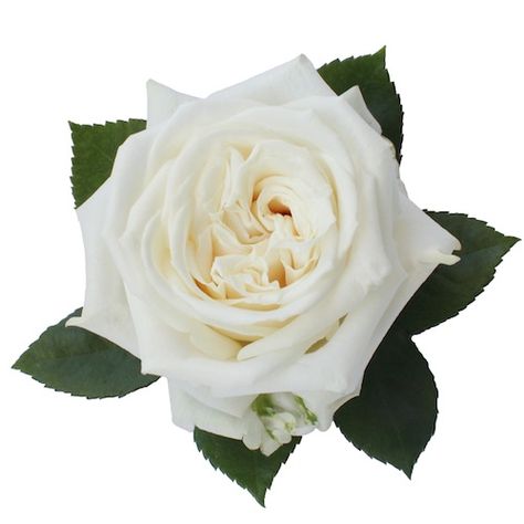 Fiorentina, best flowers of Ecuador for sale. All of the varieties are available at Fiorentina. Including the Playa Blanca, the best choice for you! Flowers For Sale, Wars Of The Roses, Types Of Roses, Growing Roses, Flower Names, Ivory Flowers, Raised Garden Beds, Urban Garden, White Rose