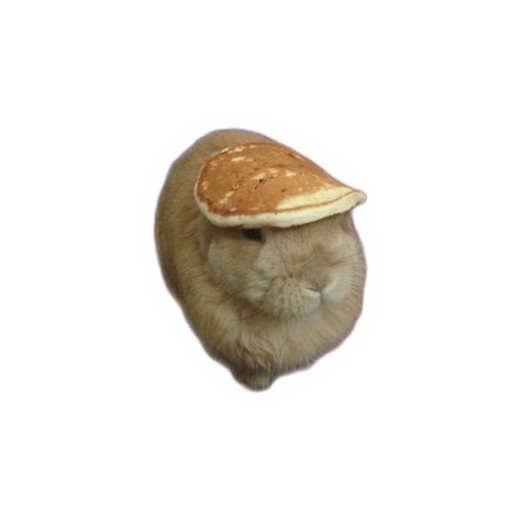 bunny with pancakes on it's head cx Pancake Bunny, Bunny With Pancake On Head, Rabbit Pancake, Two Headed Bunny Plush, Bunny Pancakes, Pancake Day Meme Funny, Pancake Meme, Pancake Meme Funny, Bunny Meme