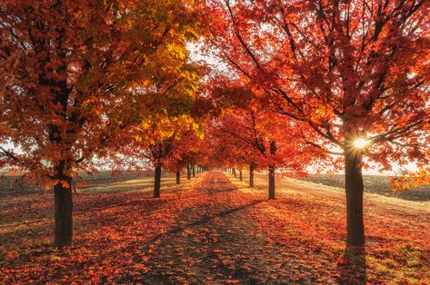 Autumn Wallpaper Hd, Wallpapers Trees, Wallpaper Trees, Desktop Wallpaper Fall, Wallpaper Windows, Wallpapers Nature, Backgrounds Nature, 2560x1440 Wallpaper, Fall Wallpapers