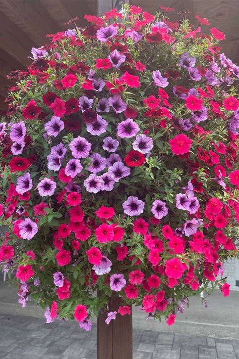 e Petunia Hanging Baskets, Miniature Cows, Cozy Balcony, Shade Loving Perennials, Cascading Flowers, Garden Games, Best Plants, Perfect Plants, Sweet Fragrances