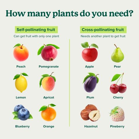 Some fruit trees are self-pollinating, but others require cross-pollination with another tree to produce fruit. 🌲🍎   With many fruit that are self-pollinating, adding additional plants will drastically increase the size of your crop.  Learn more about pollination and caring for your backyard orchard → https://bit.ly/3VrvCS7 How To Plant Fruit Trees, Companion Planting Fruit Trees, Fruit Tree Planting Guide, Fruit Tree, Fruit Tree Orchard, Fruit Tree Guild Companion Planting, Best Time To Plant Fruit Trees, Self Pollinating Fruit Trees, How Many Vegetables To Plant Per Person