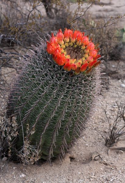 Barrel Cactus                                                                                                                                                                                 More Indoor Cactus Plants, Christmas Cactus Care, Golden Barrel Cactus, Cactus House Plants, Easter Cactus, Arizona Gardening, Succulent Landscape Design, Cactus Plant Pots, Indoor Cactus