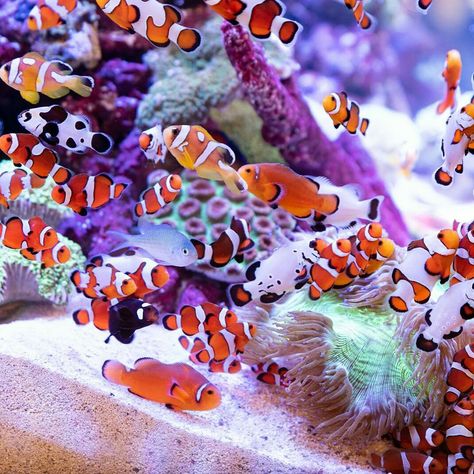 Clown Fish Tank, Salt Water Fish Tank, Saltwater Aquarium Beginner, Salt Water Aquarium, Fish Store, Saltwater Aquarium Fish, Saltwater Fish Tanks, Salt Water Fishing, Salt Water Fish