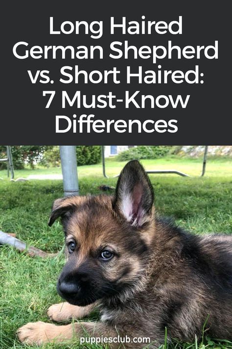 long-haired-german-shepherd-vs-short-haired Long Haired German Shepherd Puppy, Long Hair German Shepherd Puppy, Short Hair German Shepherd, Short Haired German Shepherd, Long Hair German Shepherd, Sable German Shepherd Puppies, Dutch Shepherd Puppy, Long Coat German Shepherd, Long Haired German Shepherd