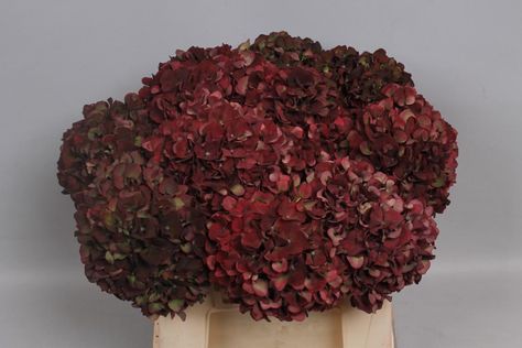 Dark Red Hydrangea, Dark Hydrangea Bouquet, Maroon Hydrangea, Pink Hydrangea Centerpieces, Burgundy Hydrangea, Cain Manor, Daisy Wedding Flowers, Country Wedding Flowers, Wedding Flowers Sunflowers