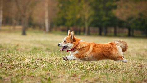 CARDIGAN WELSH CORGI Corgi Dog Breed, Welsh Corgi Pembroke, Herding Dogs Breeds, Corgi Breeds, Dutch Bunny, Corgi Facts, Dog Reference, Dogs Walking, Reference Animals