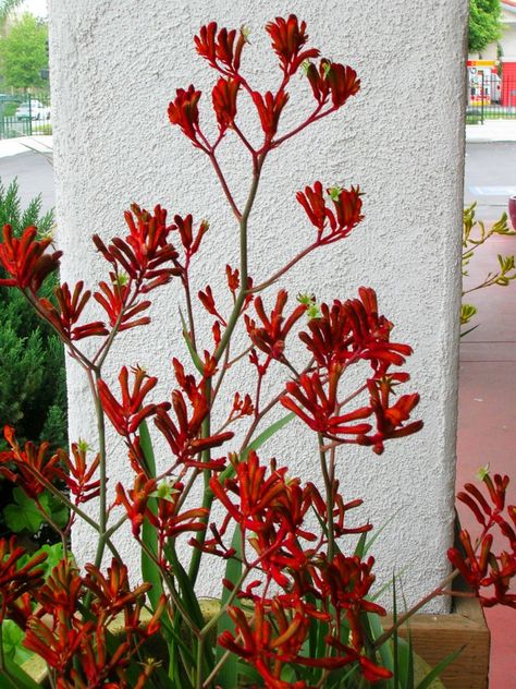 Easy care garden plants in San Diego include kangaroo paw Kangaroo Paw Plant, Hyacinths Garden, Hardy Hibiscus, Flowering Bushes, Drought Tolerant Garden, Plant Zones, Hibiscus Plant, Kangaroo Paw, Australian Plants