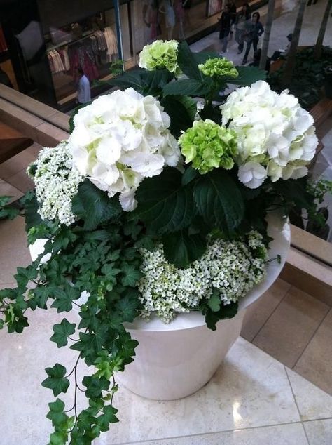 Flower Pots Arrangements Outdoor, Small Yard Flower Garden Ideas, Hydrangea In Pots Planters, Garden Ideas For Small Yards, Flowers In A Pot, Garden Front Of House, Backyard Garden Layout, Container Garden Design, نباتات منزلية