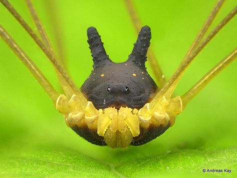 https://flic.kr/p/23kdvWF | Bunny Harvestman, Metagryne bicolumnata | watch my VIDEO at rumble.com/v44zn5  from Ecuador: www.flickr.com/andreaskay/albums Harvestman Spider, Spider Dog, Itsy Bitsy Spider, Black Bunny, Cool Bugs, Beautiful Bugs, Creepy Crawlies, Arthropods, Arachnids