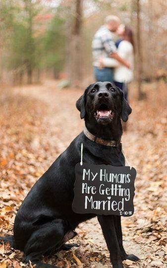 My Humans Are Getting Married, Engagement Announcement Photos, Cute Engagement Photos, Fun Engagement Photos, Couple Engagement Pictures, Wedding Engagement Pictures, Photos With Dog, Engagement Pictures Poses, Commitment Ceremony