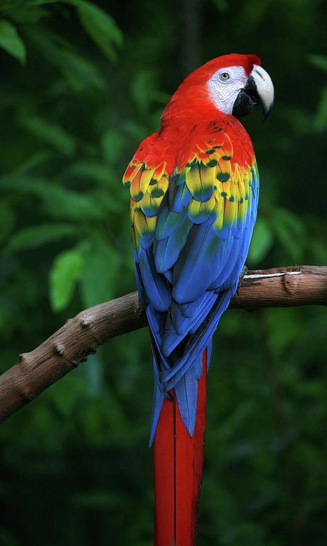 Macaw Art, Best Pet Birds, Scarlet Macaw, Parrots Art, Macaw Parrot, African Grey Parrot, Parrot Bird, Exotic Birds, Bird Drawings