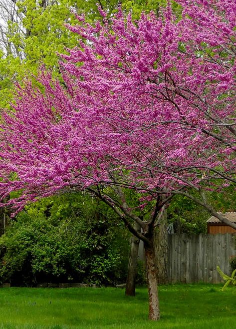 Plant Beds, Holly Shrub, Eastern Redbud, Redbud Tree, Garden Centers, Backyard Plants, Red Bud, Backyard Landscaping Plans, Hillside Landscaping