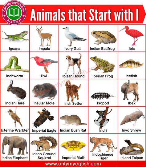 Animals that Start with I | Animals beginning with I » Onlymyenglish.com Animals That Start With A, Indian Palm Squirrel, Indian Giant Squirrel, Indian Star Tortoise, Inland Taipan, Indian Rhinoceros, Giant Squirrel, Irish Doodle, Irish Water Spaniel