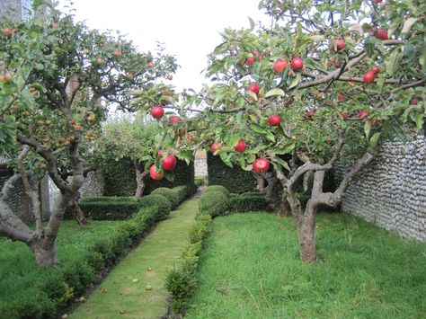 Orchard at Cley, Norfolk Small Garden Orchard, Backyard Orchard, Apple Garden, Orchard Design, Fruit Tree Garden, Garden Orchard, Orchard Garden, Garden Rock Border, Apple Trees